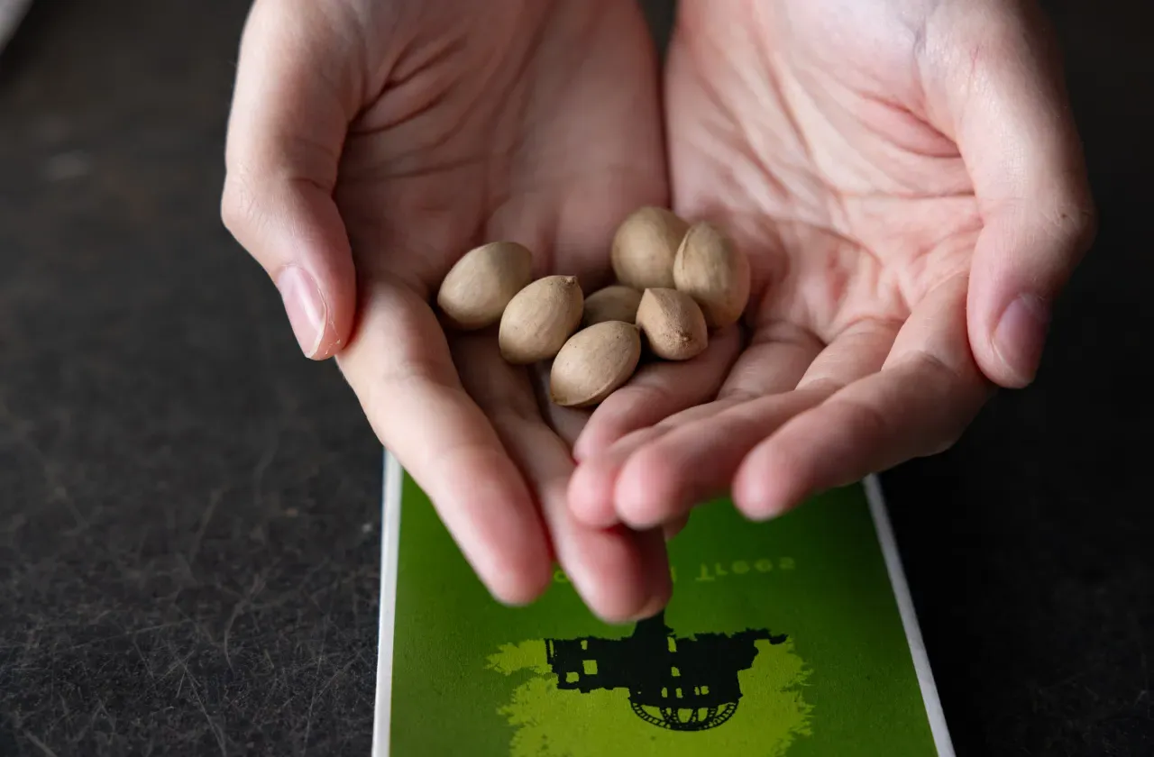 Hands hold seven tan ginkgo seeds from a tree in Hiroshima